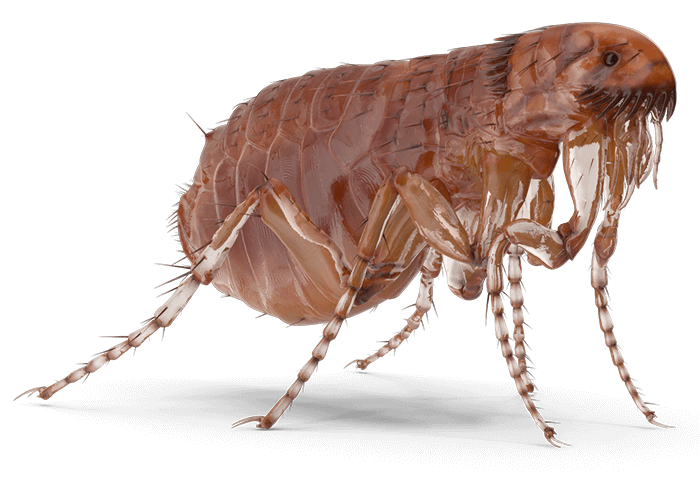 Large flea image for OBEX Pest Defense